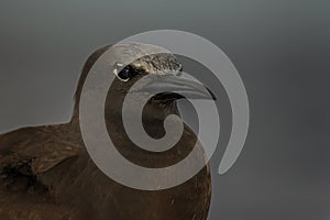 The brown or common noddy Anous stolidus aboard a yacht in the middle of the Pacific Ocean, 300 miles from the Tuamotu