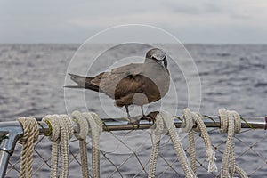 The brown or common noddy Anous stolidus aboard a yacht in the middle of the Pacific Ocean, 300 miles from the Tuamotu photo