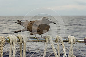 The brown or common noddy Anous stolidus aboard a yacht in the middle of the Pacific Ocean, 300 miles from the Tuamotu photo