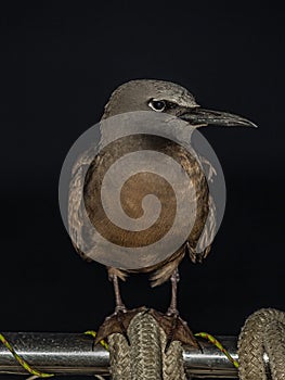 The brown or common noddy Anous stolidus aboard a yacht in the middle of the Pacific Ocean, 300 miles from the Tuamotu photo