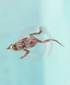 A brown common toad Bufo bufo floating in a pool