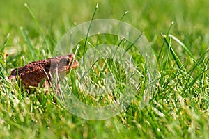 A brown common toad Bufo bufo in green grass