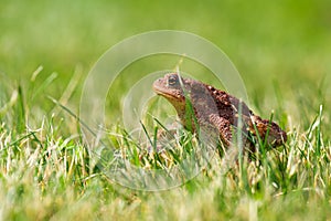 A brown common toad Bufo bufo in green grass