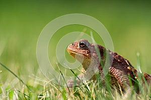 A brown common toad Bufo bufo in green grass