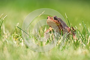 A brown common toad Bufo bufo in green grass