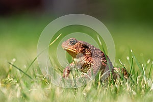 A brown common toad Bufo bufo in green grass
