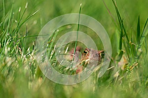 A brown common toad Bufo bufo in green grass