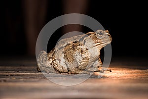 A brown Common Toad on deck