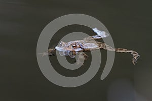 brown common toad frog floating on the surface of a pond