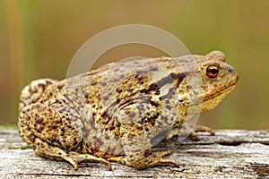 Brown common toad