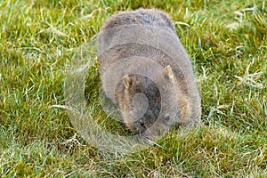 Brown Common Wombat grazing grass for dinner at Cradle mountain, Tasmania, Australia.