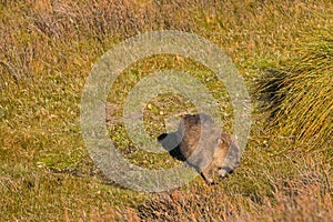 Brown Common Wombat grazing grass after leaving poo, feces behind its back at Cradle mountain, Tasmania, Australia.