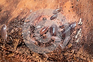 Brown common woodlouse Oniscus asellus