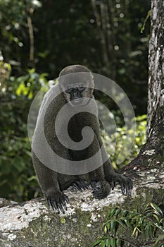 Brown or Common woolly monkey, Lagothrix lagotricha