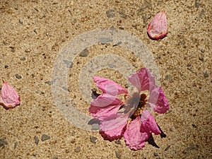 Brown concrete surface consists of pink flowers.