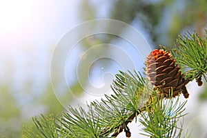 Brown cones of larch. Pine cone of pine tree illuminated by sunny ray