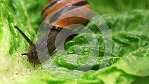 Brown copse snail arianta arbustorum on salad leaf