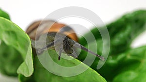 Brown copse snail arianta arbustorum on salad leaf