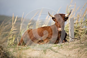 A Brown Corriente Cattle Breed with two horns sitting on a meadow photo