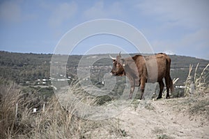 A Brown Corriente Cattle Breed with two horns standing with a hilly mountain view photo