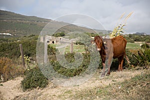 A Brown Corriente Cattle Breed with two horns standing with a hilly mountain view photo