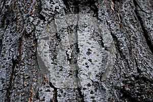 Brown cortex of a tree