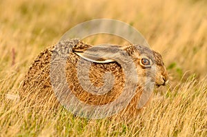 the brown cottontail rabbit