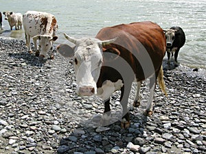 Brown cow .