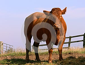 Brown cow