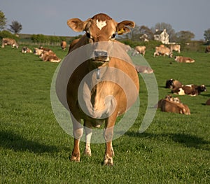 Brown cow