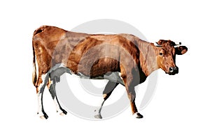 Brown cow