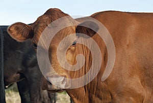 Brown Cow