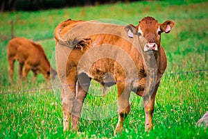 Brown cow