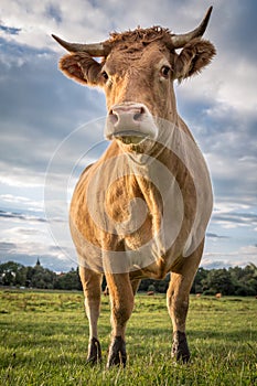 Brown cow