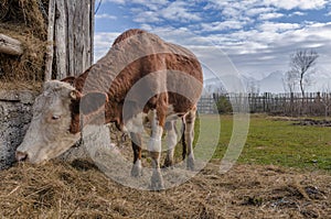 Brown cow