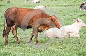 Brown cow