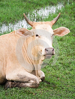 Brown cow