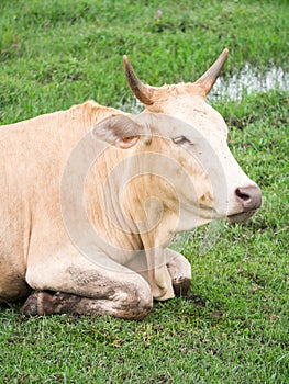 Brown cow