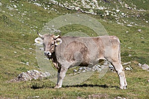 A brown cow