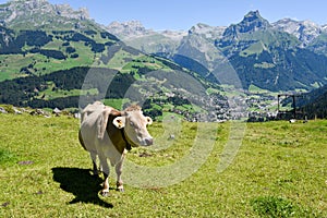 Brown cow in the alpine meadow at Engelberg