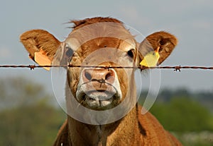 Brown cow behind fence photo