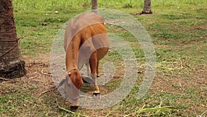 Brown Cow Being Fed