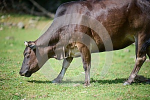 Brown cow, Bos taurus, pasturing in a field