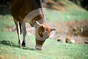 Brown cow, Bos taurus, pasturing in a field