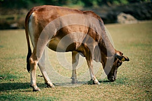 Brown cow, Bos taurus, pasturing in a field