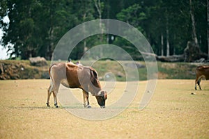 Brown cow, Bos taurus, pasturing in a field