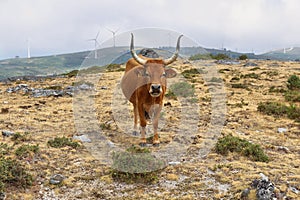 Brown Cow Cachena cow, Portugal photo