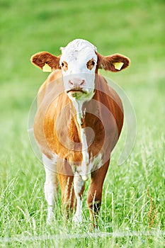 Brown cow calf on green pasture photo