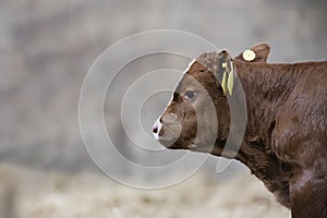 Brown cow calf standing in a barn isolated from background