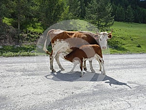 Brown cow and calf suckling